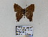  ( - CP Lep 746)  @13 [ ] CreativeCommons - Attribution Non-Commercial Share-Alike (2017) SNSB, Staatliche Naturwissenschaftliche Sammlungen Bayerns ZSM (SNSB, Zoologische Staatssammlung Muenchen)