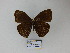  (Forsterinaria anachoreta - CP Lep 818)  @11 [ ] CreativeCommons - Attribution Non-Commercial Share-Alike (2017) SNSB, Staatliche Naturwissenschaftliche Sammlungen Bayerns ZSM (SNSB, Zoologische Staatssammlung Muenchen)