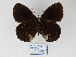  ( - CP Lep 827)  @11 [ ] CreativeCommons - Attribution Non-Commercial Share-Alike (2017) SNSB, Staatliche Naturwissenschaftliche Sammlungen Bayerns ZSM (SNSB, Zoologische Staatssammlung Muenchen)