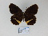  ( - CP Lep 828)  @11 [ ] CreativeCommons - Attribution Non-Commercial Share-Alike (2017) SNSB, Staatliche Naturwissenschaftliche Sammlungen Bayerns ZSM (SNSB, Zoologische Staatssammlung Muenchen)