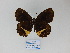  (Pedaliodes tyrrheoides - CP Lep 829)  @11 [ ] CreativeCommons - Attribution Non-Commercial Share-Alike (2017) SNSB, Staatliche Naturwissenschaftliche Sammlungen Bayerns ZSM (SNSB, Zoologische Staatssammlung Muenchen)