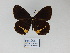  ( - CP Lep 831)  @11 [ ] CreativeCommons - Attribution Non-Commercial Share-Alike (2017) SNSB, Staatliche Naturwissenschaftliche Sammlungen Bayerns ZSM (SNSB, Zoologische Staatssammlung Muenchen)
