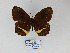  ( - CP Lep 833)  @11 [ ] CreativeCommons - Attribution Non-Commercial Share-Alike (2017) SNSB, Staatliche Naturwissenschaftliche Sammlungen Bayerns ZSM (SNSB, Zoologische Staatssammlung Muenchen)