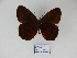  (Viloriodes manis - CP Lep 855)  @11 [ ] CreativeCommons - Attribution Non-Commercial Share-Alike (2017) SNSB, Staatliche Naturwissenschaftliche Sammlungen Bayerns ZSM (SNSB, Zoologische Staatssammlung Muenchen)
