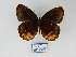  (Pedaliodes - CP Lep 859)  @14 [ ] CreativeCommons - Attribution Non-Commercial Share-Alike (2017) SNSB, Staatliche Naturwissenschaftliche Sammlungen Bayerns ZSM (SNSB, Zoologische Staatssammlung Muenchen)