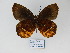  ( - CP Lep 860)  @14 [ ] CreativeCommons - Attribution Non-Commercial Share-Alike (2017) SNSB, Staatliche Naturwissenschaftliche Sammlungen Bayerns ZSM (SNSB, Zoologische Staatssammlung Muenchen)