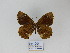  ( - CP Lep 861)  @11 [ ] CreativeCommons - Attribution Non-Commercial Share-Alike (2017) SNSB, Staatliche Naturwissenschaftliche Sammlungen Bayerns ZSM (SNSB, Zoologische Staatssammlung Muenchen)