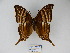  (Marpesia marcella - CP Lep 872)  @11 [ ] CreativeCommons - Attribution Non-Commercial Share-Alike (2017) SNSB, Staatliche Naturwissenschaftliche Sammlungen Bayerns ZSM (SNSB, Zoologische Staatssammlung Muenchen)