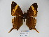  ( - CP Lep 875)  @11 [ ] CreativeCommons - Attribution Non-Commercial Share-Alike (2017) SNSB, Staatliche Naturwissenschaftliche Sammlungen Bayerns ZSM (SNSB, Zoologische Staatssammlung Muenchen)
