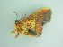  ( - BC ZSM Lep 101143)  @11 [ ] CreativeCommons - Attribution Non-Commercial Share-Alike (2017) SNSB, Staatliche Naturwissenschaftliche Sammlungen Bayerns ZSM (SNSB, Zoologische Staatssammlung Muenchen)