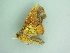  ( - BC ZSM Lep 101145)  @11 [ ] CreativeCommons - Attribution Non-Commercial Share-Alike (2017) SNSB, Staatliche Naturwissenschaftliche Sammlungen Bayerns ZSM (SNSB, Zoologische Staatssammlung Muenchen)