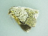  ( - BC ZSM Lep 101232)  @11 [ ] CreativeCommons - Attribution Non-Commercial Share-Alike (2017) SNSB, Staatliche Naturwissenschaftliche Sammlungen Bayerns ZSM (SNSB, Zoologische Staatssammlung Muenchen)