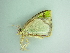  ( - BC ZSM Lep 101244)  @11 [ ] CreativeCommons - Attribution Non-Commercial Share-Alike (2017) SNSB, Staatliche Naturwissenschaftliche Sammlungen Bayerns ZSM (SNSB, Zoologische Staatssammlung Muenchen)