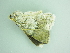  ( - BC ZSM Lep 101262)  @11 [ ] CreativeCommons - Attribution Non-Commercial Share-Alike (2017) SNSB, Staatliche Naturwissenschaftliche Sammlungen Bayerns ZSM (SNSB, Zoologische Staatssammlung Muenchen)