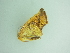  ( - BC ZSM Lep 101281)  @11 [ ] CreativeCommons - Attribution Non-Commercial Share-Alike (2017) SNSB, Staatliche Naturwissenschaftliche Sammlungen Bayerns ZSM (SNSB, Zoologische Staatssammlung Muenchen)