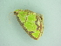  ( - BC ZSM Lep 101338)  @11 [ ] CreativeCommons - Attribution Non-Commercial Share-Alike (2017) SNSB, Staatliche Naturwissenschaftliche Sammlungen Bayerns ZSM (SNSB, Zoologische Staatssammlung Muenchen)