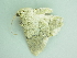  ( - BC ZSM Lep 101340)  @11 [ ] CreativeCommons - Attribution Non-Commercial Share-Alike (2017) SNSB, Staatliche Naturwissenschaftliche Sammlungen Bayerns ZSM (SNSB, Zoologische Staatssammlung Muenchen)