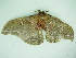  ( - BC ZSM Lep 101383)  @12 [ ] CreativeCommons - Attribution Non-Commercial Share-Alike (2017) SNSB, Staatliche Naturwissenschaftliche Sammlungen Bayerns ZSM (SNSB, Zoologische Staatssammlung Muenchen)