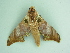  ( - BC ZSM Lep 101399)  @11 [ ] CreativeCommons - Attribution Non-Commercial Share-Alike (2017) SNSB, Staatliche Naturwissenschaftliche Sammlungen Bayerns ZSM (SNSB, Zoologische Staatssammlung Muenchen)
