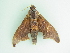  ( - BC ZSM Lep 101476)  @11 [ ] CreativeCommons - Attribution Non-Commercial Share-Alike (2017) SNSB, Staatliche Naturwissenschaftliche Sammlungen Bayerns ZSM (SNSB, Zoologische Staatssammlung Muenchen)
