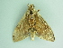  ( - BC ZSM Lep 101479)  @11 [ ] CreativeCommons - Attribution Non-Commercial Share-Alike (2017) SNSB, Staatliche Naturwissenschaftliche Sammlungen Bayerns ZSM (SNSB, Zoologische Staatssammlung Muenchen)