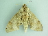  ( - BC ZSM Lep 101486)  @11 [ ] CreativeCommons - Attribution Non-Commercial Share-Alike (2017) SNSB, Staatliche Naturwissenschaftliche Sammlungen Bayerns ZSM (SNSB, Zoologische Staatssammlung Muenchen)