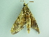  ( - BC ZSM Lep 101491)  @12 [ ] CreativeCommons - Attribution Non-Commercial Share-Alike (2017) SNSB, Staatliche Naturwissenschaftliche Sammlungen Bayerns ZSM (SNSB, Zoologische Staatssammlung Muenchen)