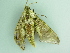  ( - BC ZSM Lep 101509)  @12 [ ] CreativeCommons - Attribution Non-Commercial Share-Alike (2017) SNSB, Staatliche Naturwissenschaftliche Sammlungen Bayerns ZSM (SNSB, Zoologische Staatssammlung Muenchen)
