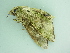  ( - BC ZSM Lep 101513)  @12 [ ] CreativeCommons - Attribution Non-Commercial Share-Alike (2017) SNSB, Staatliche Naturwissenschaftliche Sammlungen Bayerns ZSM (SNSB, Zoologische Staatssammlung Muenchen)