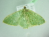  ( - BC ZSM Lep 101524)  @11 [ ] CreativeCommons - Attribution Non-Commercial Share-Alike (2017) SNSB, Staatliche Naturwissenschaftliche Sammlungen Bayerns ZSM (SNSB, Zoologische Staatssammlung Muenchen)