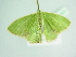  ( - BC ZSM Lep 101527)  @11 [ ] CreativeCommons - Attribution Non-Commercial Share-Alike (2017) SNSB, Staatliche Naturwissenschaftliche Sammlungen Bayerns ZSM (SNSB, Zoologische Staatssammlung Muenchen)