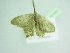  ( - BC ZSM Lep 101533)  @11 [ ] CreativeCommons - Attribution Non-Commercial Share-Alike (2017) SNSB, Staatliche Naturwissenschaftliche Sammlungen Bayerns ZSM (SNSB, Zoologische Staatssammlung Muenchen)