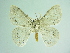  ( - BC ZSM Lep 101538)  @13 [ ] CreativeCommons - Attribution Non-Commercial Share-Alike (2017) SNSB, Staatliche Naturwissenschaftliche Sammlungen Bayerns ZSM (SNSB, Zoologische Staatssammlung Muenchen)