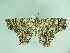  ( - BC ZSM Lep 101549)  @11 [ ] CreativeCommons - Attribution Non-Commercial Share-Alike (2017) SNSB, Staatliche Naturwissenschaftliche Sammlungen Bayerns ZSM (SNSB, Zoologische Staatssammlung Muenchen)