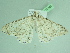  ( - BC ZSM Lep 101550)  @13 [ ] CreativeCommons - Attribution Non-Commercial Share-Alike (2017) SNSB, Staatliche Naturwissenschaftliche Sammlungen Bayerns ZSM (SNSB, Zoologische Staatssammlung Muenchen)