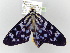  ( - BC ZSM Lep 101563)  @13 [ ] CreativeCommons - Attribution Non-Commercial Share-Alike (2017) SNSB, Staatliche Naturwissenschaftliche Sammlungen Bayerns ZSM (SNSB, Zoologische Staatssammlung Muenchen)