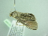  ( - BC ZSM Lep 101586)  @11 [ ] CreativeCommons - Attribution Non-Commercial Share-Alike (2017) SNSB, Staatliche Naturwissenschaftliche Sammlungen Bayerns ZSM (SNSB, Zoologische Staatssammlung Muenchen)