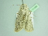  ( - BC ZSM Lep 101596)  @11 [ ] CreativeCommons - Attribution Non-Commercial Share-Alike (2017) SNSB, Staatliche Naturwissenschaftliche Sammlungen Bayerns ZSM (SNSB, Zoologische Staatssammlung Muenchen)