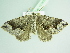  ( - BC ZSM Lep 101600)  @13 [ ] CreativeCommons - Attribution Non-Commercial Share-Alike (2017) SNSB, Staatliche Naturwissenschaftliche Sammlungen Bayerns ZSM (SNSB, Zoologische Staatssammlung Muenchen)