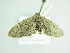  ( - BC ZSM Lep 101605)  @12 [ ] CreativeCommons - Attribution Non-Commercial Share-Alike (2017) SNSB, Staatliche Naturwissenschaftliche Sammlungen Bayerns ZSM (SNSB, Zoologische Staatssammlung Muenchen)