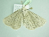 ( - BC ZSM Lep 101611)  @12 [ ] CreativeCommons - Attribution Non-Commercial Share-Alike (2017) SNSB, Staatliche Naturwissenschaftliche Sammlungen Bayerns ZSM (SNSB, Zoologische Staatssammlung Muenchen)