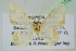  ( - BC ZSM Lep 101616)  @11 [ ] CreativeCommons - Attribution Non-Commercial Share-Alike (2017) SNSB, Staatliche Naturwissenschaftliche Sammlungen Bayerns ZSM (SNSB, Zoologische Staatssammlung Muenchen)