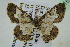  (Zamarada BOLD:ABY4670 - BC ZSM Lep 101617)  @13 [ ] CreativeCommons - Attribution Non-Commercial Share-Alike (2017) SNSB, Staatliche Naturwissenschaftliche Sammlungen Bayerns ZSM (SNSB, Zoologische Staatssammlung Muenchen)
