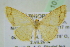  ( - BC ZSM Lep 101622)  @11 [ ] CreativeCommons - Attribution Non-Commercial Share-Alike (2017) SNSB, Staatliche Naturwissenschaftliche Sammlungen Bayerns ZSM (SNSB, Zoologische Staatssammlung Muenchen)