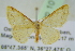  ( - BC ZSM Lep 101623)  @11 [ ] CreativeCommons - Attribution Non-Commercial Share-Alike (2017) SNSB, Staatliche Naturwissenschaftliche Sammlungen Bayerns ZSM (SNSB, Zoologische Staatssammlung Muenchen)