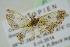  ( - BC ZSM Lep 101631)  @12 [ ] CreativeCommons - Attribution Non-Commercial Share-Alike (2017) SNSB, Staatliche Naturwissenschaftliche Sammlungen Bayerns ZSM (SNSB, Zoologische Staatssammlung Muenchen)