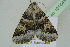  ( - BC ZSM Lep 101643)  @11 [ ] CreativeCommons - Attribution Non-Commercial Share-Alike (2017) SNSB, Staatliche Naturwissenschaftliche Sammlungen Bayerns ZSM (SNSB, Zoologische Staatssammlung Muenchen)