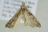  ( - BC ZSM Lep 101653)  @12 [ ] CreativeCommons - Attribution Non-Commercial Share-Alike (2017) SNSB, Staatliche Naturwissenschaftliche Sammlungen Bayerns ZSM (SNSB, Zoologische Staatssammlung Muenchen)