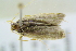  ( - BC ZSM Lep 101675)  @12 [ ] CreativeCommons - Attribution Non-Commercial Share-Alike (2017) SNSB, Staatliche Naturwissenschaftliche Sammlungen Bayerns ZSM (SNSB, Zoologische Staatssammlung Muenchen)