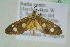  ( - BC ZSM Lep 101683)  @14 [ ] CreativeCommons - Attribution Non-Commercial Share-Alike (2017) SNSB, Staatliche Naturwissenschaftliche Sammlungen Bayerns ZSM (SNSB, Zoologische Staatssammlung Muenchen)